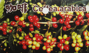 咖啡 Coffea arabica