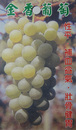 金香葡萄